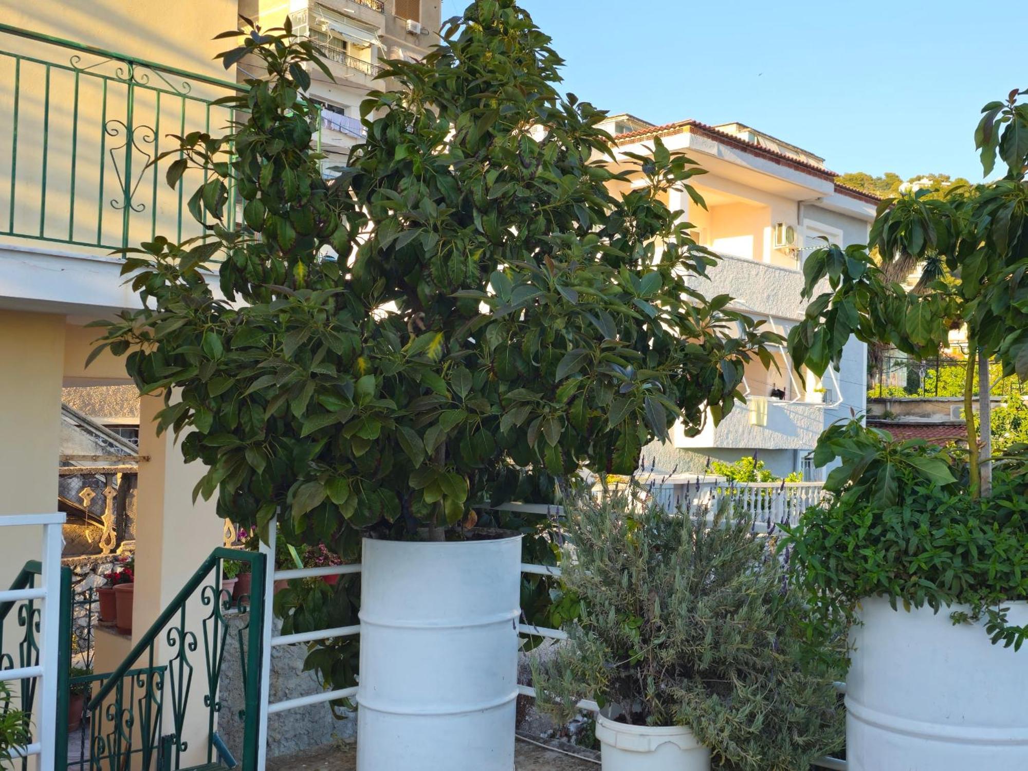 Joen Guesthouse Sarandë Eksteriør billede